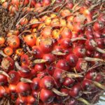 TBS Sawit Bangka Selatan Alami Penurunan Dalam Sepekan