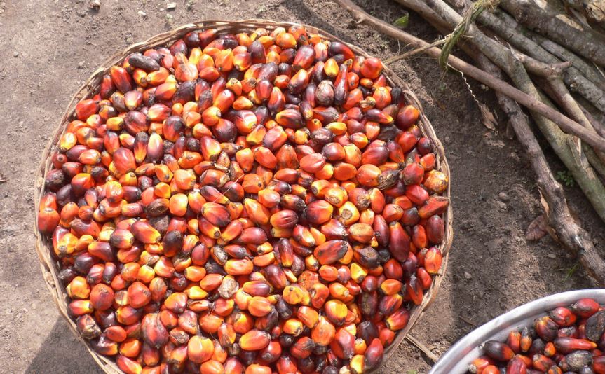 Dinsos Bangka Siapkan 500 Juta Untuk Program Perlindungan Buruh Harian Kelapa Sawit