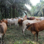 Integrasi Sawit Sapi Di Babel Belum Maksimal