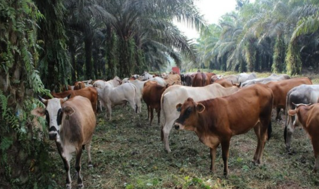Integrasi Sawit Sapi Di Babel Belum Maksimal